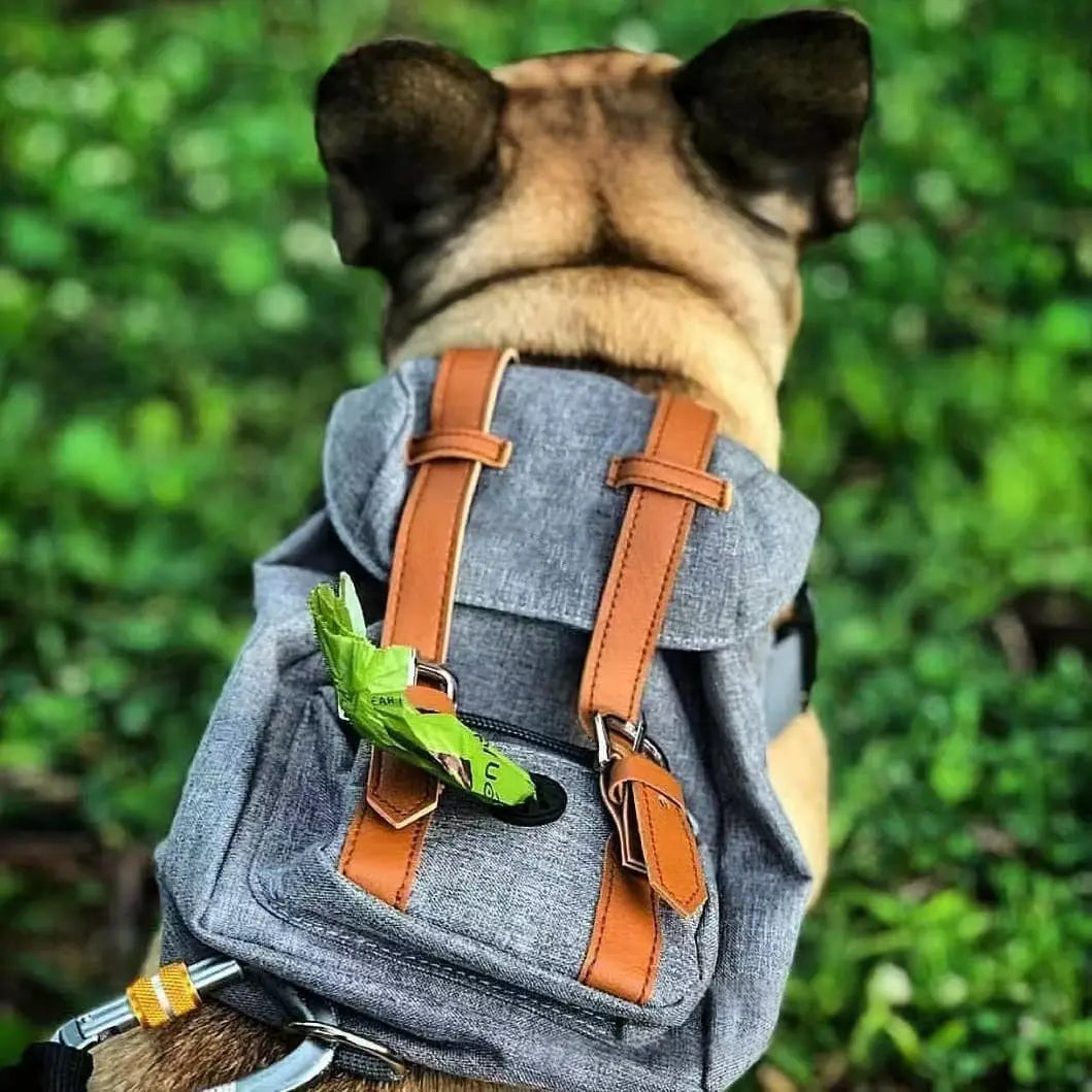 Dogs-Pet-Apparel-Fashion David's Pet Boutique