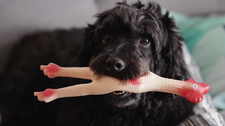 Dog Toys