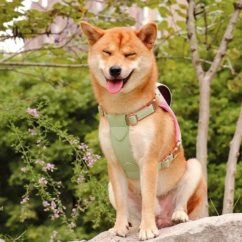 Dogs-Leashes-Collars-Harnesses David's Pet Boutique