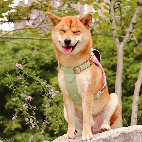 Dogs-Leashes-Collars-Harnesses David's Pet Boutique
