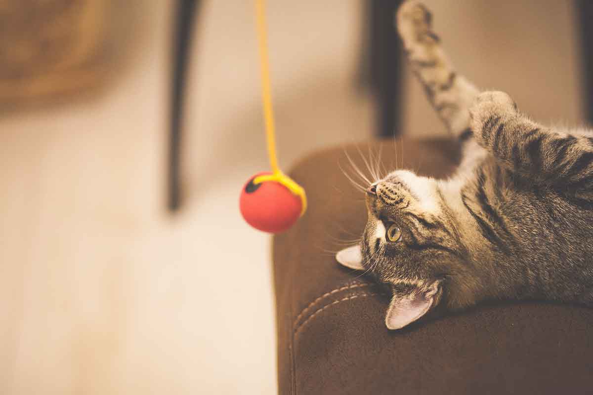 Cat Toys, Scratchers & Trees