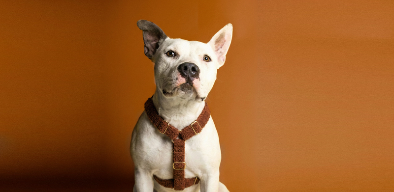Leashes, Collars & Harnesses