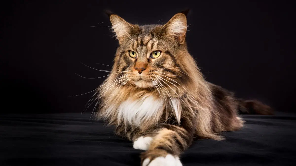 For-Cats David's Pet Boutique