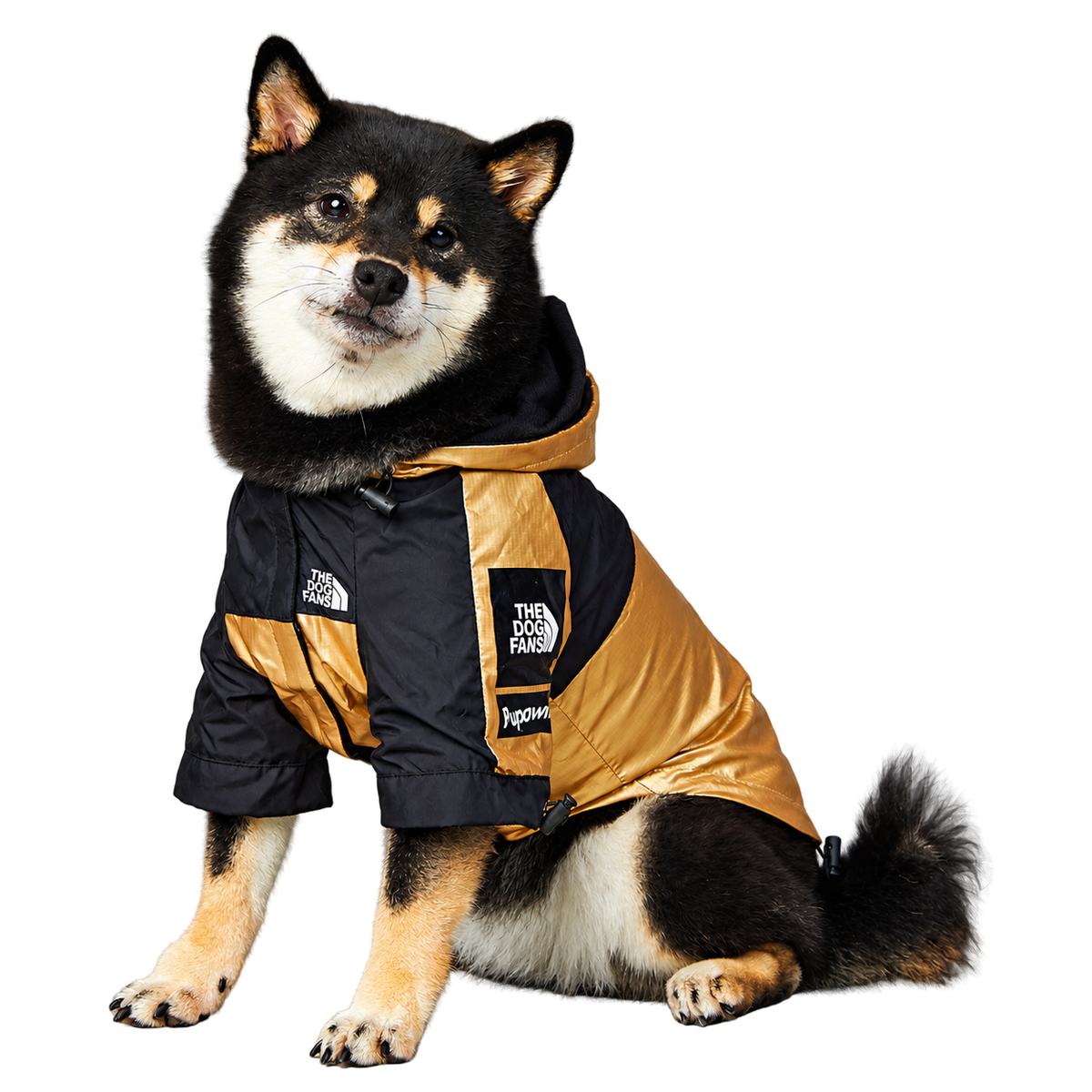 Black and tan dog wearing The Dog Fans metallic gold and black hooded jacket, transparent background